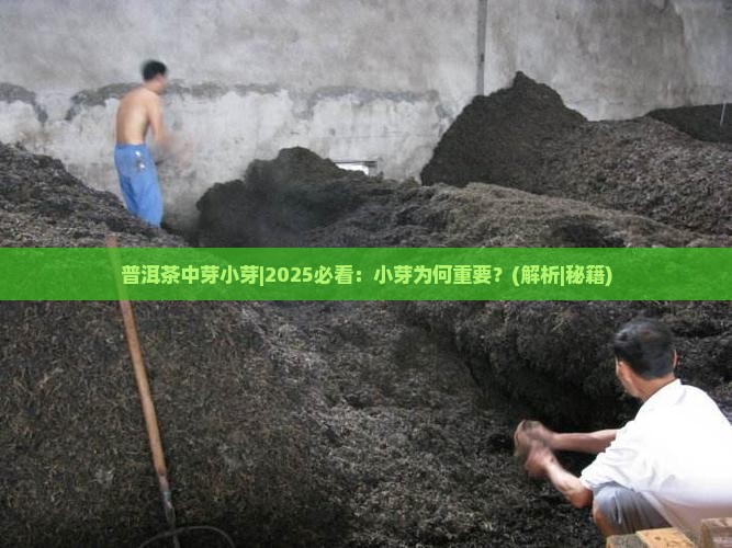 普洱茶中芽小芽