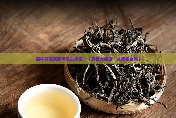福今普洱茶是古树吗
