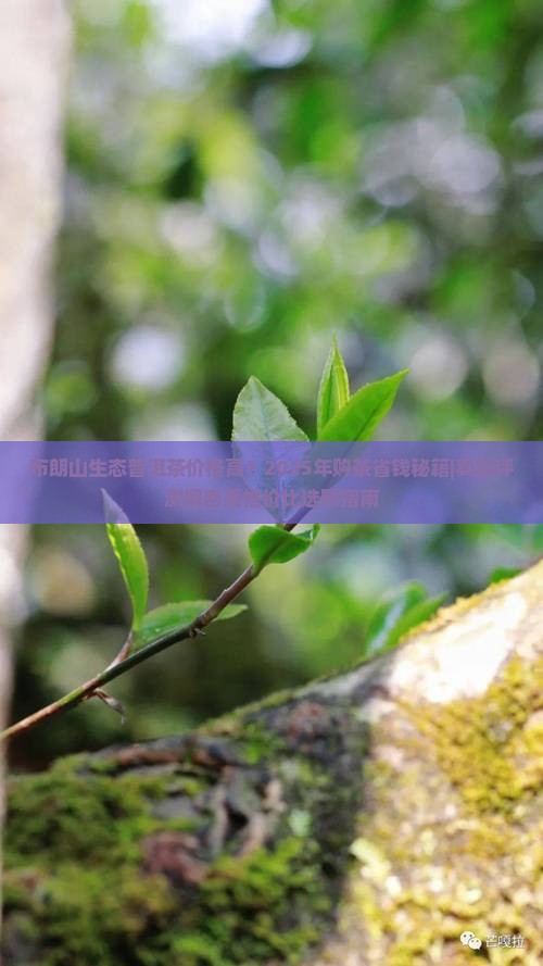 布朗山生态普洱茶价格