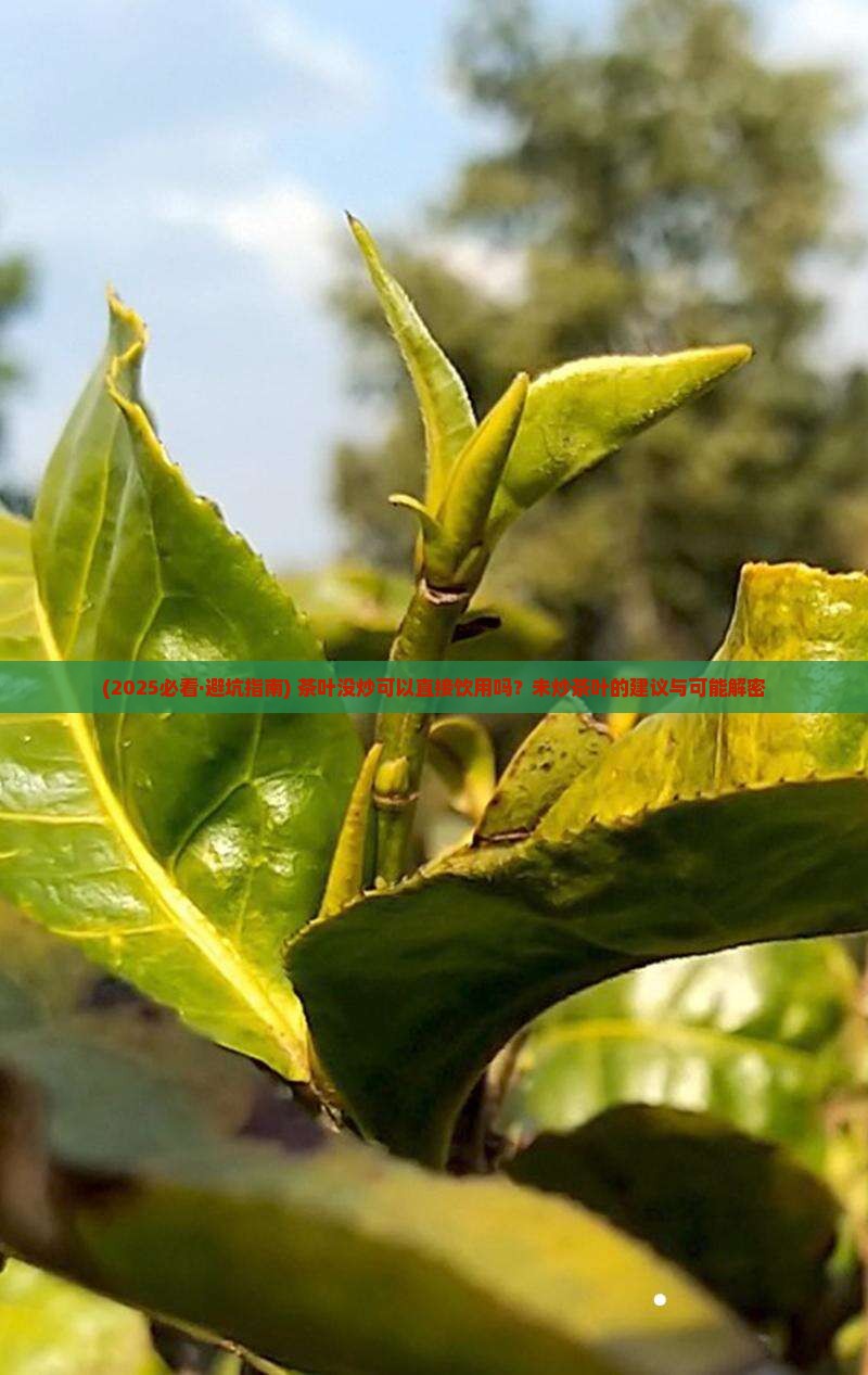 茶叶没炒可以喝吗