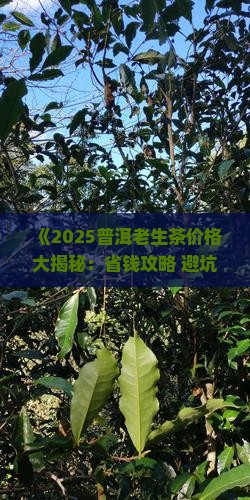 普洱茶老生茶价格查询