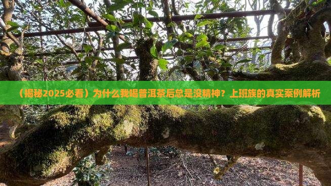 喝普洱茶就没精神