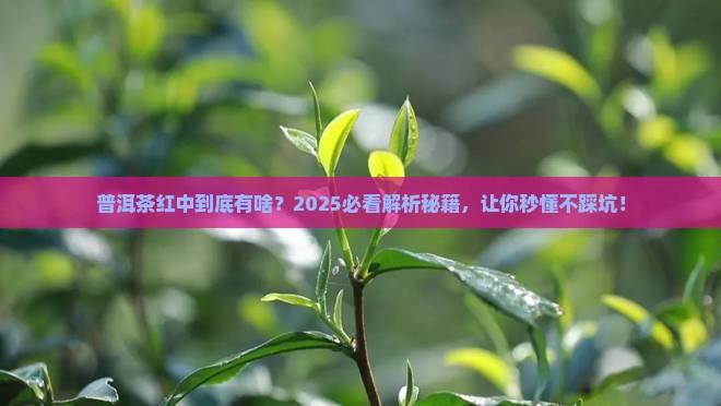 什么是普洱茶红中