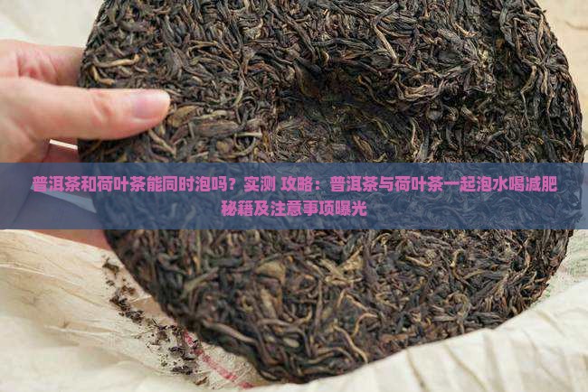 普洱茶和荷叶茶能同时泡吗
