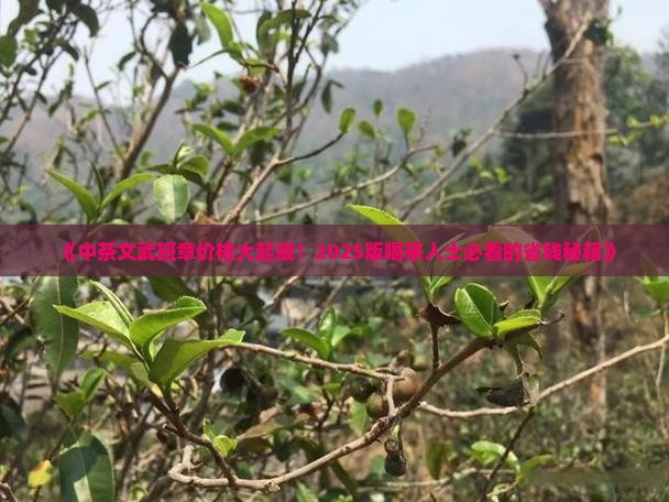 中茶文武班章价格