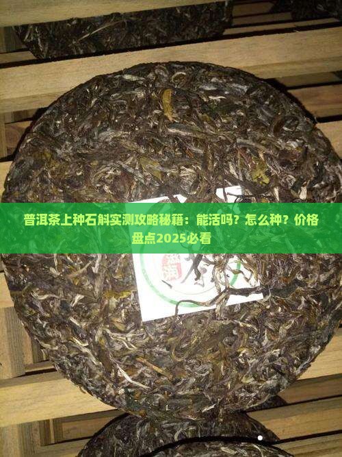 普洱茶上种石斛 普洱茶上种石斛