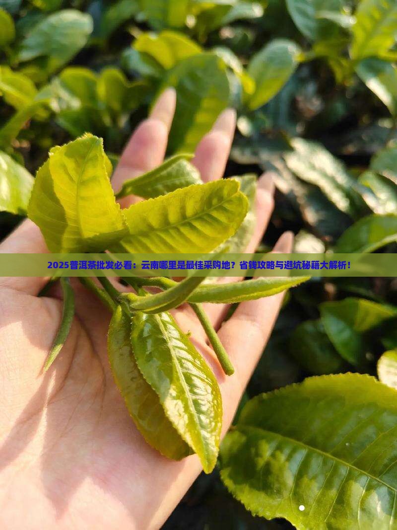 普洱茶在云南什么地方批发