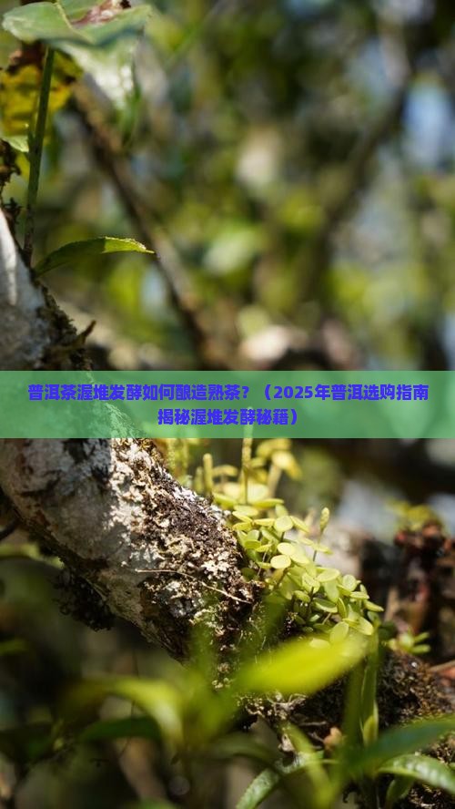 普洱茶渥堆发酵的季节
