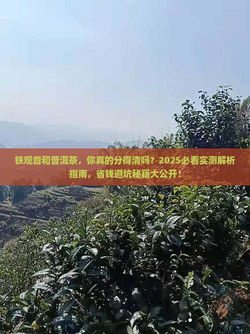 铁观音和普洱茶的区别