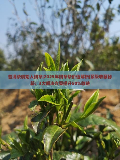 普洱茶创始人班章