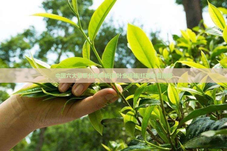 六大茶系的分类