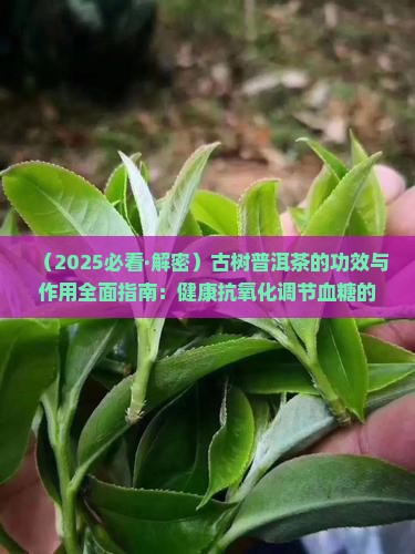 古树茶普洱茶的功效与作用