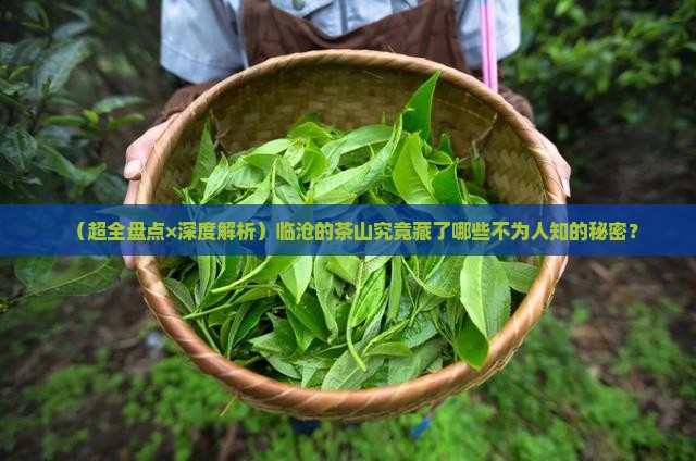 临沧的茶山有哪些