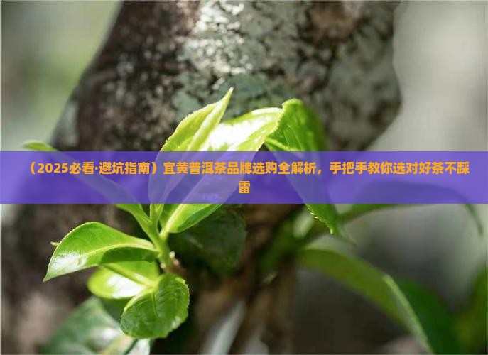 宜黄普洱茶品牌