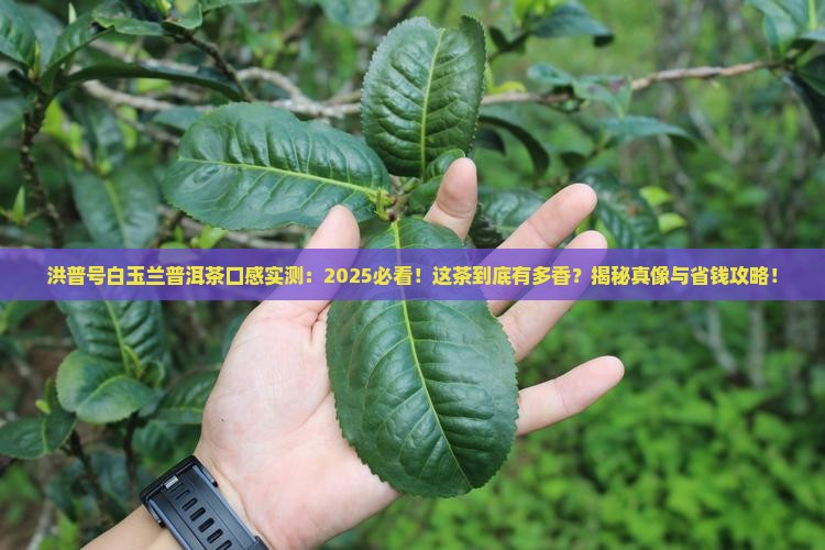 洪普号白玉兰普洱茶口感
