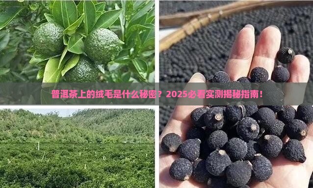 普洱茶上有绒毛
