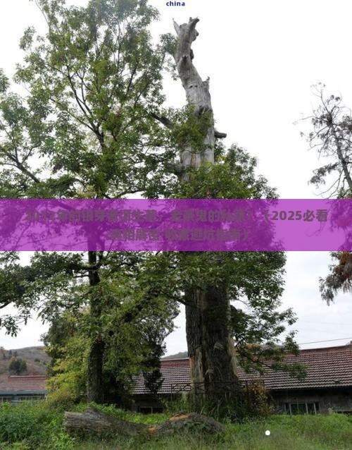 2012年银芽普洱生茶