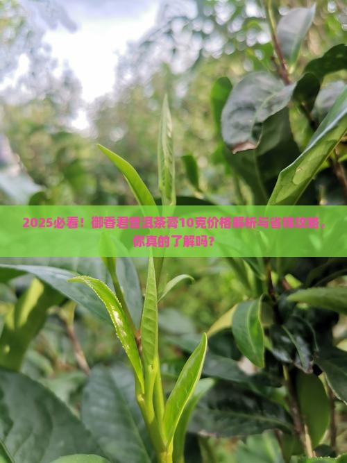 御香君普洱茶膏10克价格 御香君普洱茶膏10克价格