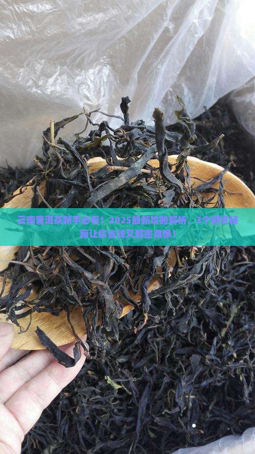 云南普洱茶信息