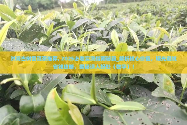 洪海古树普洱茶推荐