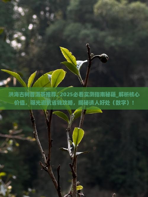 洪海古树普洱茶推荐