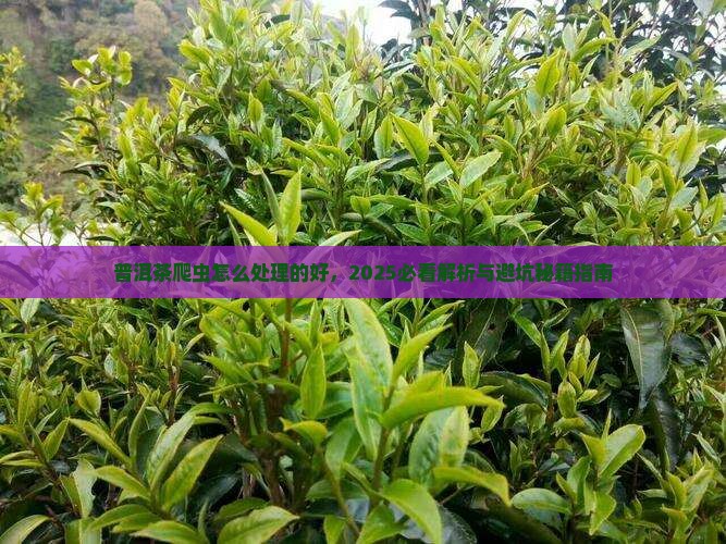 普洱茶爬虫怎么处理的好