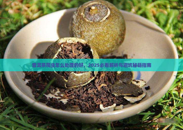 普洱茶爬虫怎么处理的好