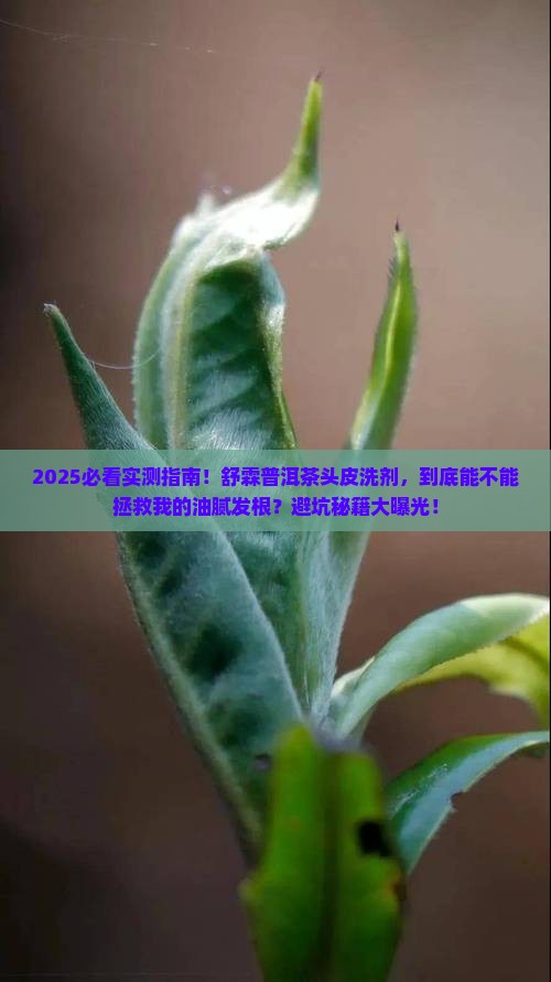 舒霖普洱茶头皮洗剂