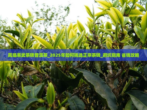 凤临易武茶砖普洱茶