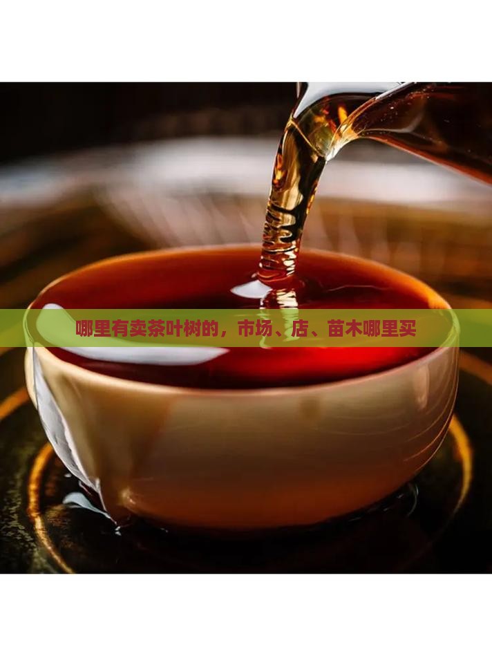 哪里有卖茶叶树的