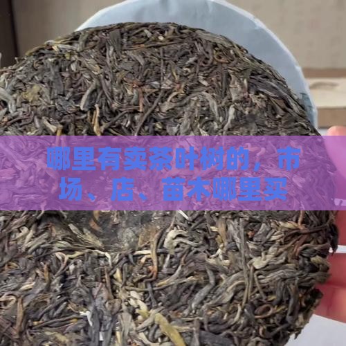 哪里有卖茶叶树的