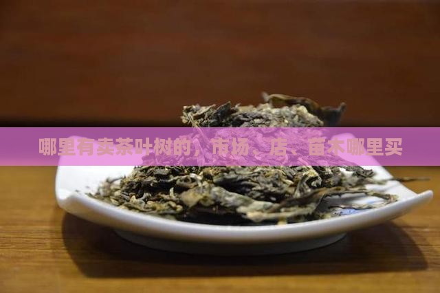哪里有卖茶叶树的
