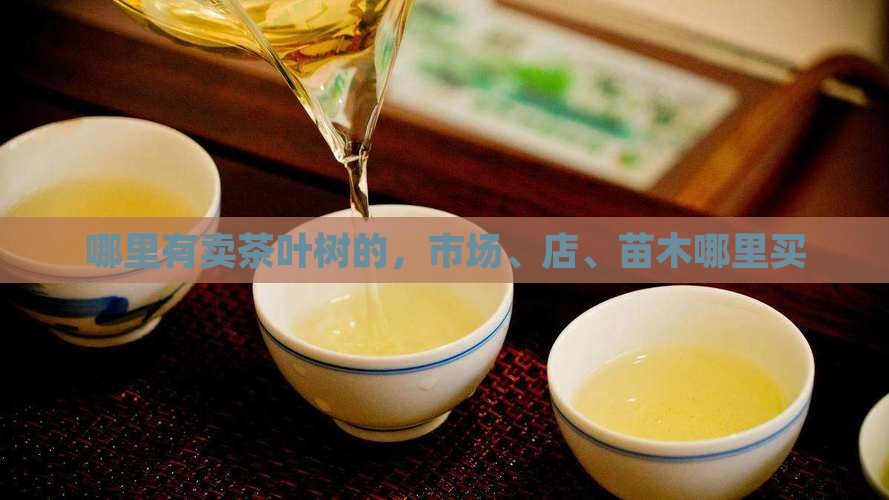 哪里有卖茶叶树的
