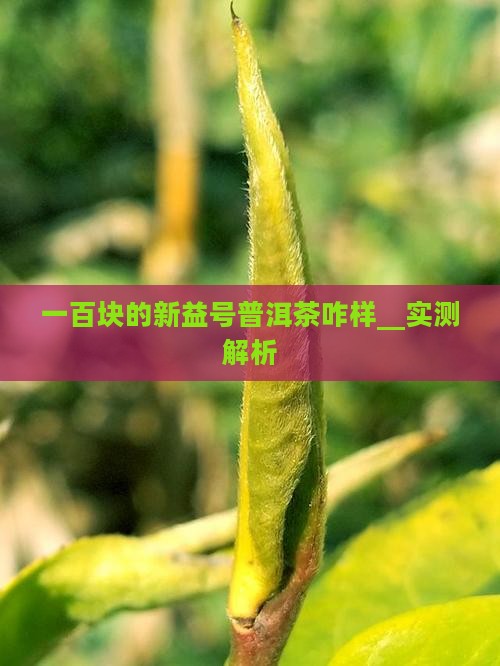 一百块的新益号普洱茶咋样