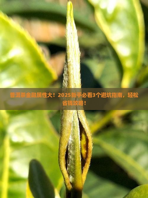 普洱茶金融角属性
