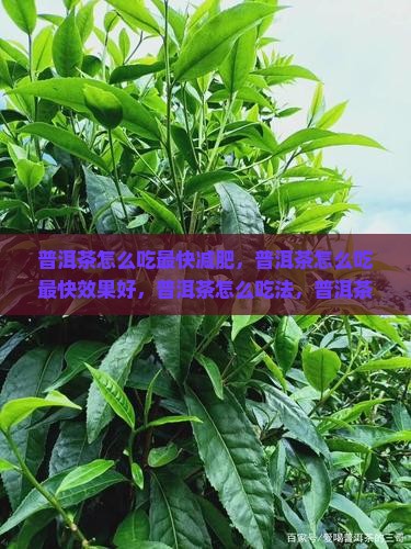 普洱茶怎么吃最快