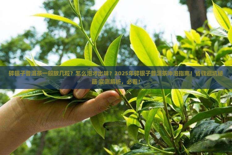 碎银子普洱茶一般放几粒