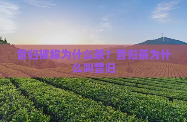 昔归被称为什么茶