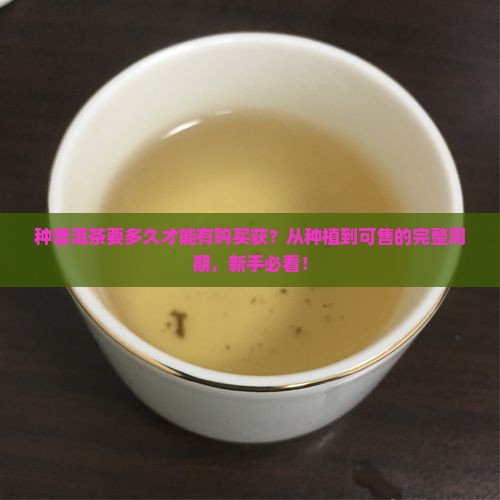 种普洱茶要多久才能有购买获