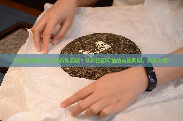 种普洱茶要多久才能有购买获