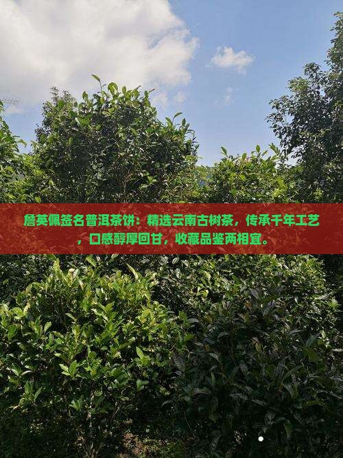 詹英佩签名普洱茶饼