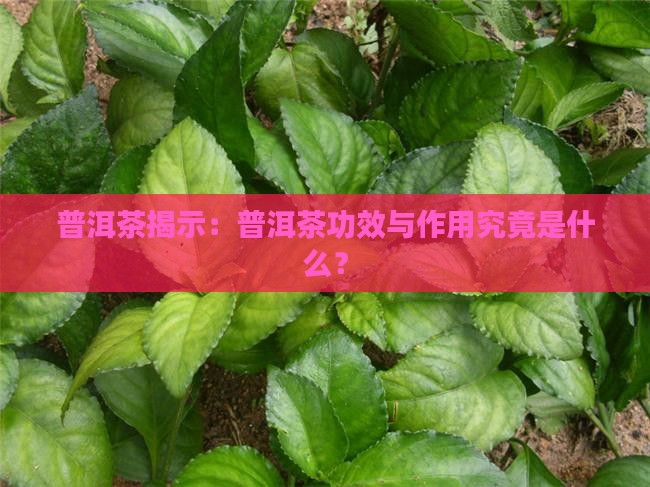 普洱茶揭示：普洱茶功效与作用究竟是什么？