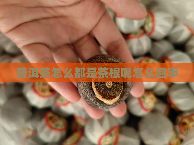 普洱茶怎么都是茶根呢怎么回事
