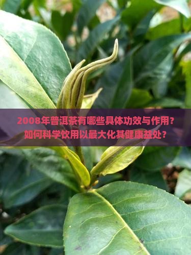 2008年普洱茶有哪些具体功效与作用？如何科学饮用以最大化其健康益处？