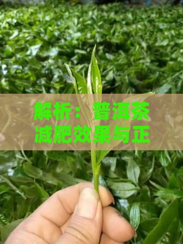 解析：普洱茶减肥效果与正确切普洱块方法