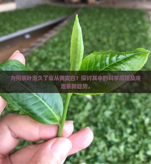 为何茶叶泡久了会从黄变白？探讨其中的科学原理及冷泡茶新趋势。