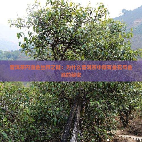 普洱茶内面金丝带之谜：为什么普洱茶中藏有金花与金丝的秘密