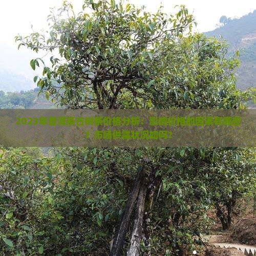 2023年普洱茶古树茶价格分析：影响价格的因素有哪些？市场供需状况如何？