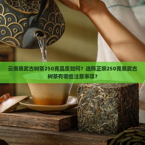 云南易武古树茶250克品质如何？选购正宗250克易武古树茶有哪些注意事项？
