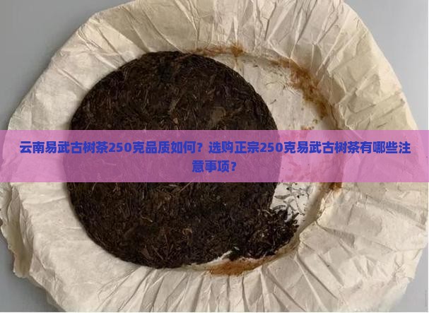 云南易武古树茶250克品质如何？选购正宗250克易武古树茶有哪些注意事项？